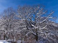 Schneebedeckte Bäume in Hohenaschau